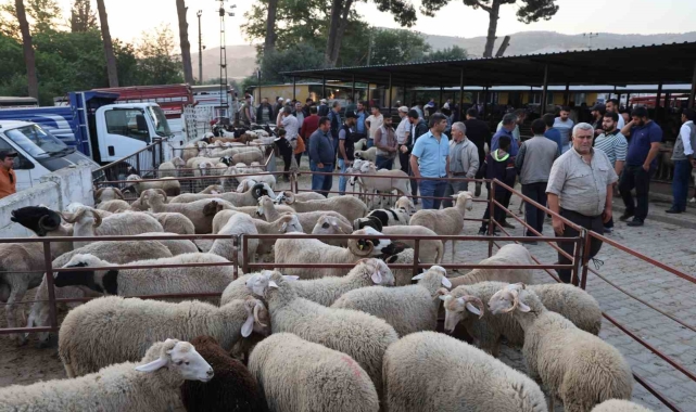 Aydın'da kurbanlıklar pazara indi