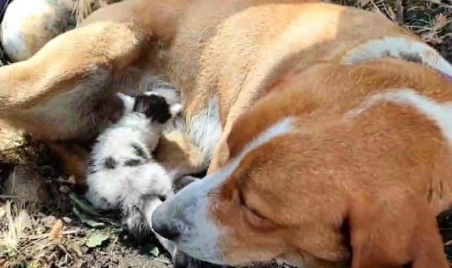 Ayvacık'ta annesinin terk ettiği yavru kediye, köpek annelik yapıyor