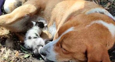 Ayvacık'ta annesinin terk ettiği yavru kediye, köpek annelik yapıyor