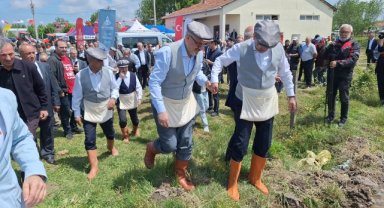 Bafra Ovası'nda çeltik ekimi başladı