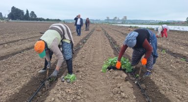 Bafra Ovası'nda kavun fideleri toprakla buluşturulmaya başlandı