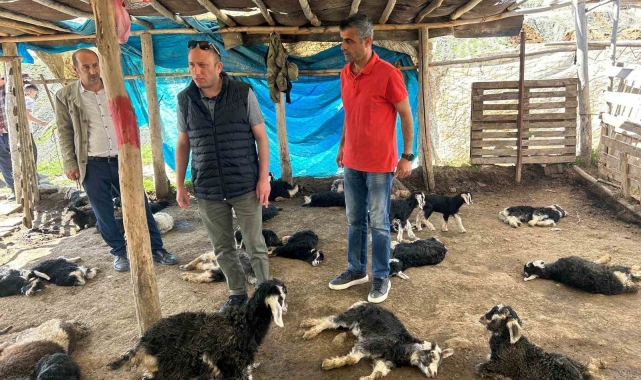 Başıboş köpek saldırısında 15 hayvanı telef olan çiftçiye hayırsever desteği