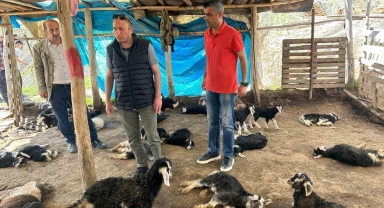 Başıboş köpek saldırısında 15 hayvanı telef olan çiftçiye hayırsever desteği