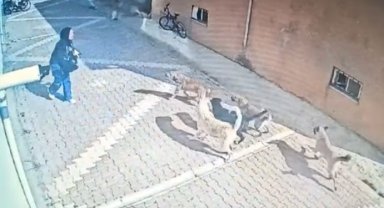 Başıboş köpeklerin saldırısına uğrayan kız öğrenci, korku dolu anları anlattı