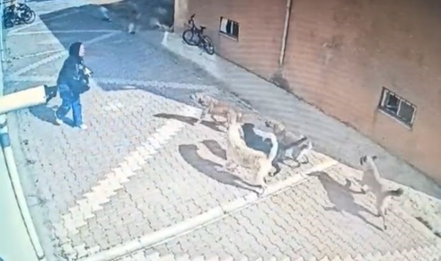 Başıboş köpeklerin saldırısına uğrayan kız öğrenci, korku dolu anları anlattı