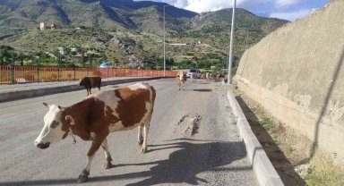 Batman'da başıboş inekler, sürücülere zor anlar yaşatıyor