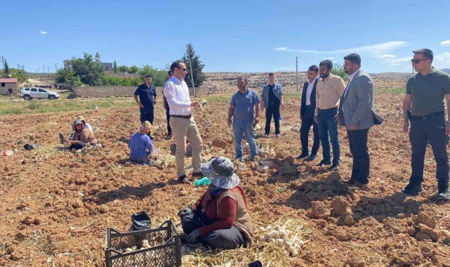 Besni'de sarımsak hasadı başladı