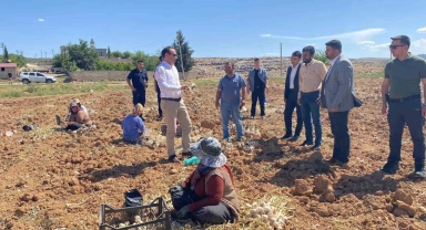 Besni'de sarımsak hasadı başladı