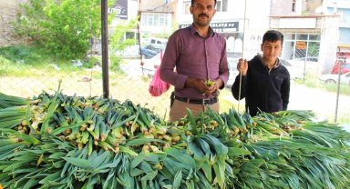 Binboğa Dağından çiriş toplayıp satıyor