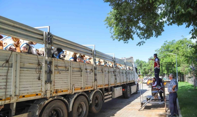 Bingöl'de kurbanlık sevkleri başladı