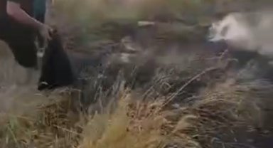 Binlerce dönümlük arpa tarlası yanmadan vatandaşlar yetişti