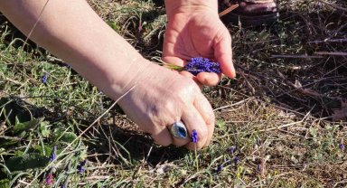 Bitki uzmanı Arap sümbülünden yaralara iyi gelen merhem yapıyor