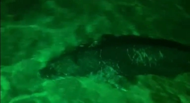 Bodrum'da Akdeniz foku gece kulübüne geldi
