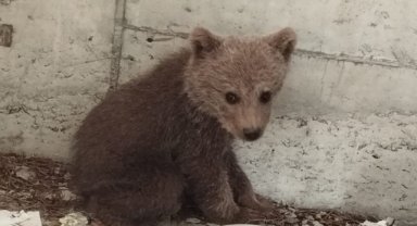 Bolu'da kamp yapan güreş milli takımı sporcuları ayı yavrusunu köpeklerden kurtardı