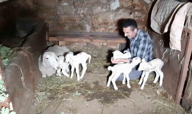 Bolu'da bir koyun seferde beşiz doğurdu