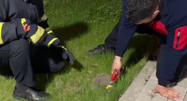 Boynuna halka sıkışan kirpi itfaiyeye sığındı