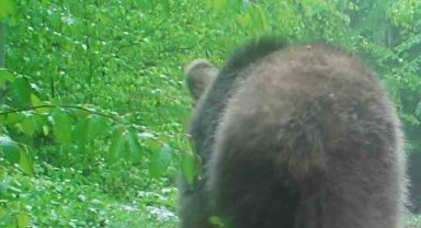 Boz ayının orman gezintisi fotokapana yansıdı