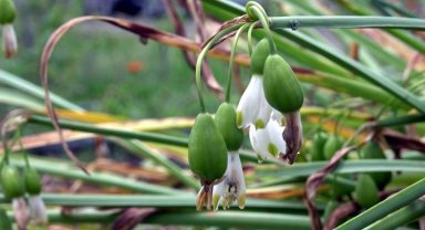 Bu bitki ve hayvanlara dokunanların ocağı sönüyor