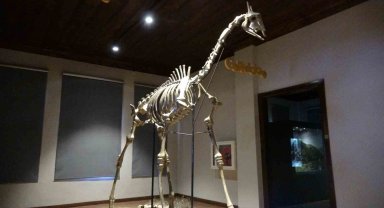 Bu müze ziyaretçilerini 8,5 milyon yıl öncesine götürüyor