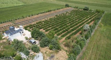 Buğday tarlalarının arasına diktiği bitkiyle kanser olan eşinin tedavisini destekledi, kendisi iş sahibi oldu