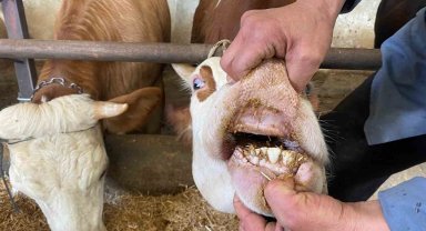 Büyükbaş kurbanlıklarda 'kapak atma' konusuna dikkat