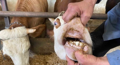 Büyükbaş kurbanlıklarda 'kapak atma' konusuna dikkat