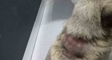 Büyükçekmece'de sitede sokak köpeğinin üzerine kaynar su döküldü