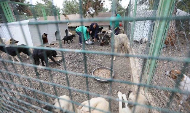 Büyükşehir'in sokak hayvanları için kurduğu model Türkiye'ye örnek oluyor