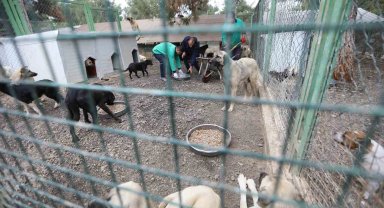 Büyükşehir'in sokak hayvanları için kurduğu model Türkiye'ye örnek oluyor