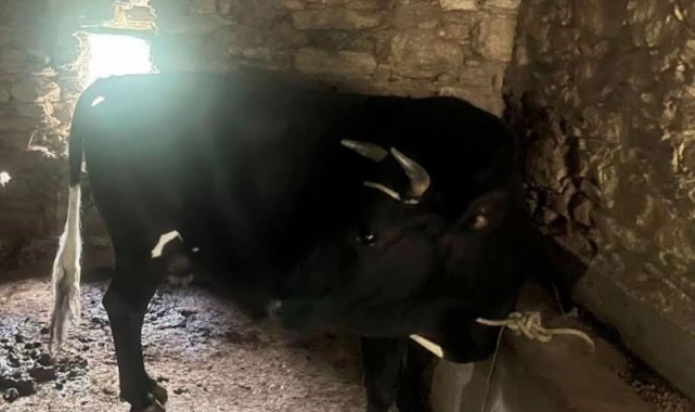 Çaldığı hayvanı kendisinin gibi satmak istedi, jandarmanın dikkatinden kaçamadı