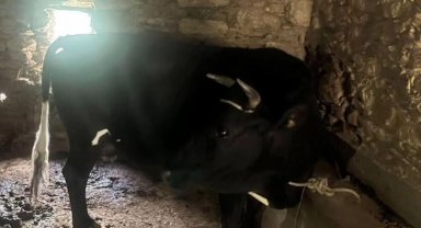 Çaldığı hayvanı kendisinin gibi satmak istedi, jandarmanın dikkatinden kaçamadı