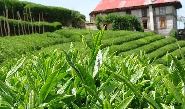 ÇAY FİYATI BELLİ OLDU!
