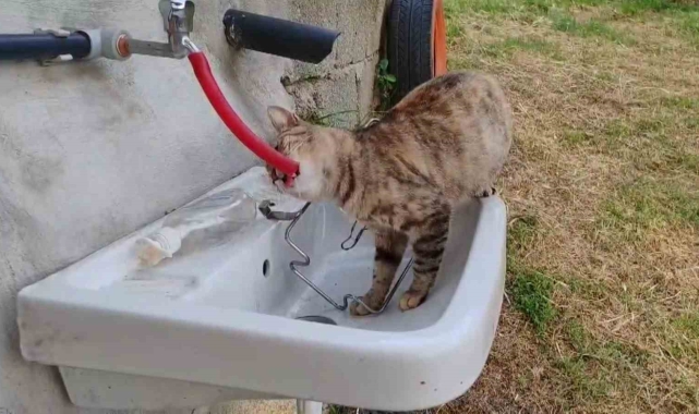 Çeşmeden su içen kedi 'Yıldız' gülümsetti