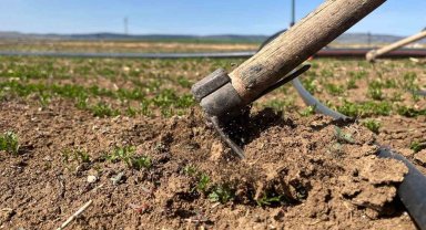 Çiftçiler tarım işçisi bulamamaktan muzdarip