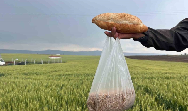 Çiftçinin 1 kilogram buğdayı 1 ekmek etmiyor