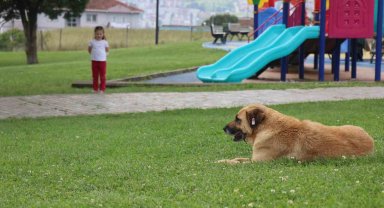 Çocuk parkında dehşet: 5 yaşındaki kız, kaydırak altında yatan köpeğin saldırısına uğradı