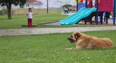 Çocuk parkında dehşet: 5 yaşındaki kız, kaydırak altında yatan köpeğin saldırısına uğradı