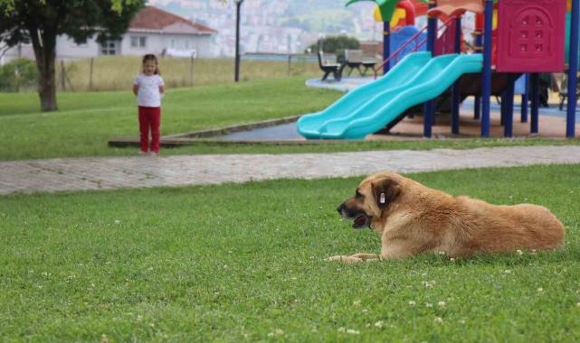 Çocuk parkında dehşet: 5 yaşındaki kız, kaydırak altında yatan köpeğin saldırısına uğradı