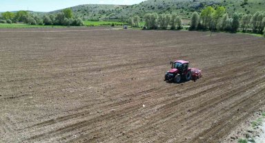 Çorum Belediyesi, ayçiçeği ekimine başladı