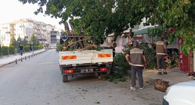 Çorum'da üzerine ağaç dalı düşen kadın yaralandı