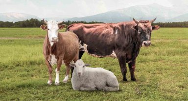 DANET'ten Kurban Bayramı hizmetleri