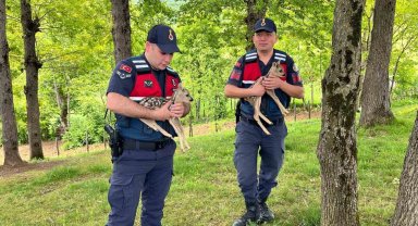 Devriye atan jandarmalar iki yavru karaca buldu