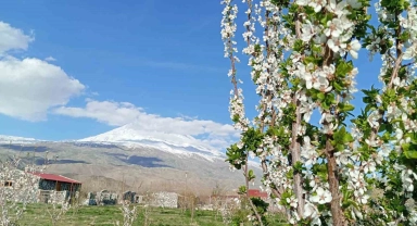 Doğubayazıt'ta 5 bin meyve ağacının bulunduğu bahçe bungalov evleri ile turistleri ağırlıyor