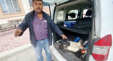 Duyarlı vatandaş yaralı leyleği arazide bırakmadı, ilçeye götürdü