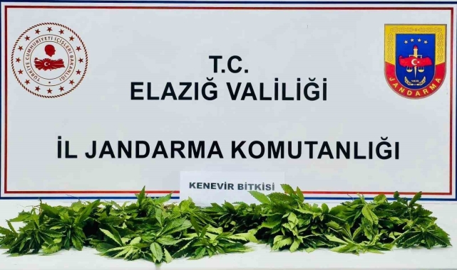 Elazığ'da 158 kök kenevir ele geçirildi