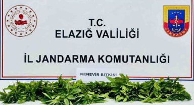 Elazığ'da 158 kök kenevir ele geçirildi