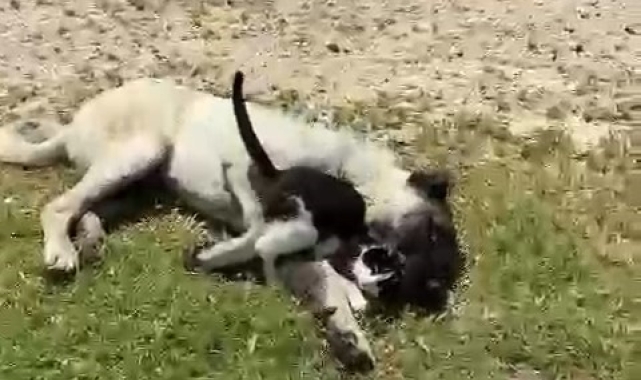 Elazığ'da kedi ile kangalın dostluğu tebessüm ettirdi