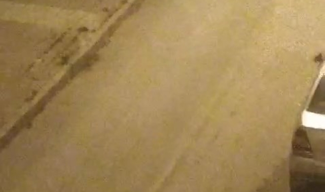Elazığ'da sokak köpekleri kediyi parçaladı