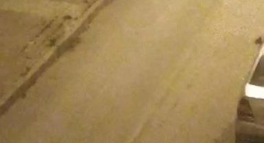 Elazığ'da sokak köpekleri kediyi parçaladı