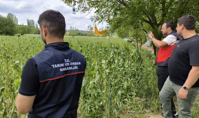 Emet'te doludan etkilenen haşhaş ekili alanlarda hasar tespit çalışmaları